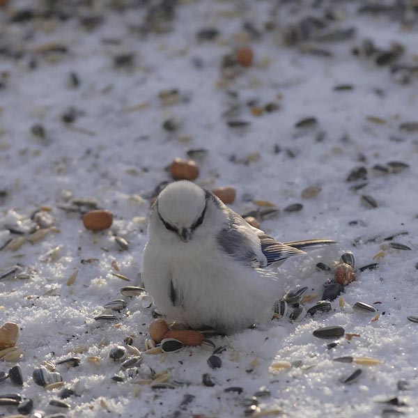 Valkopäätiainen, Azure Tit, Cyanistes cyanus